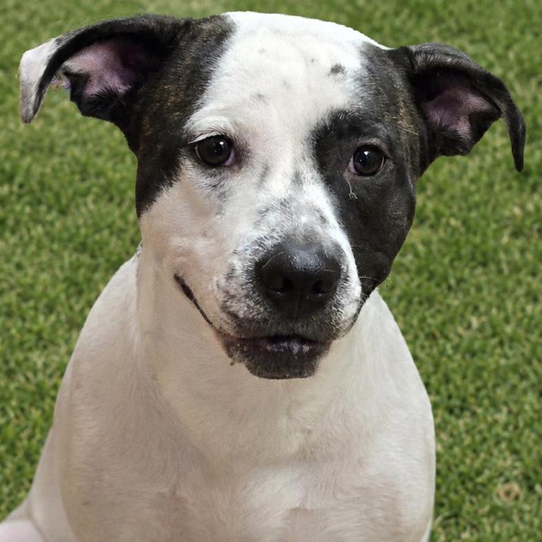 Destiny, Adoptable, Adult Female Mixed Breed.