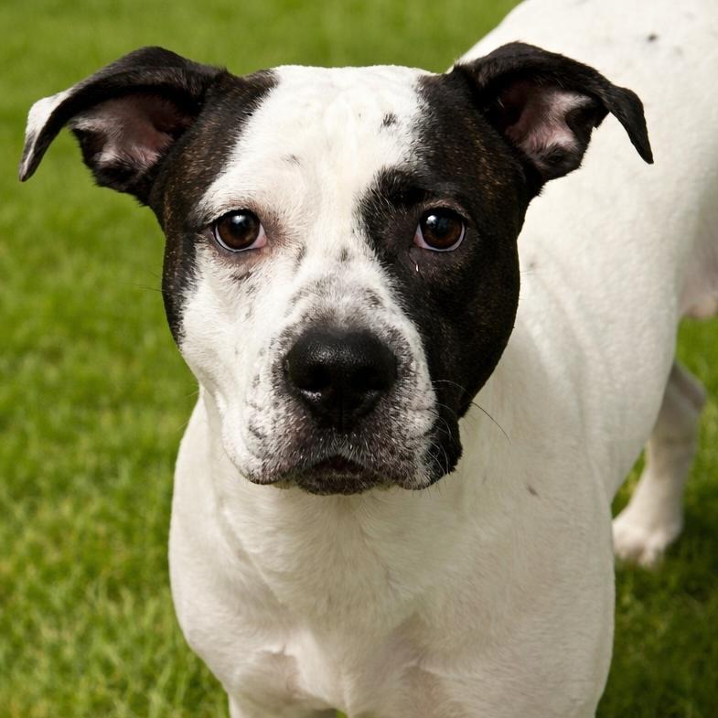 Enlarge Destiny, a Adoptable Mixed Breed in Wickenburg, AZ image 2/2