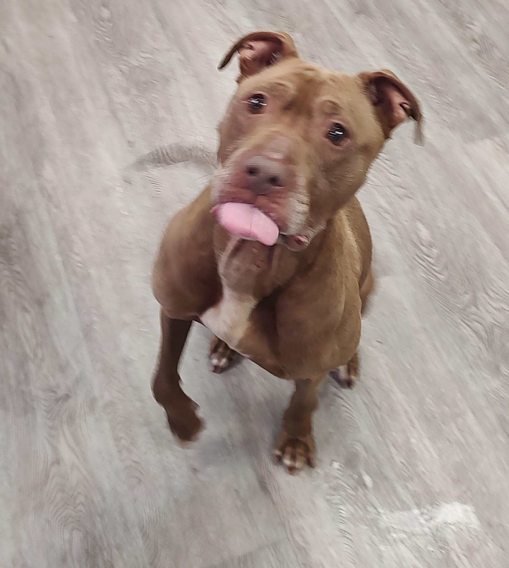 Fudge, a ADOPTABLE mixed breed in Newburgh, NY image 2/2