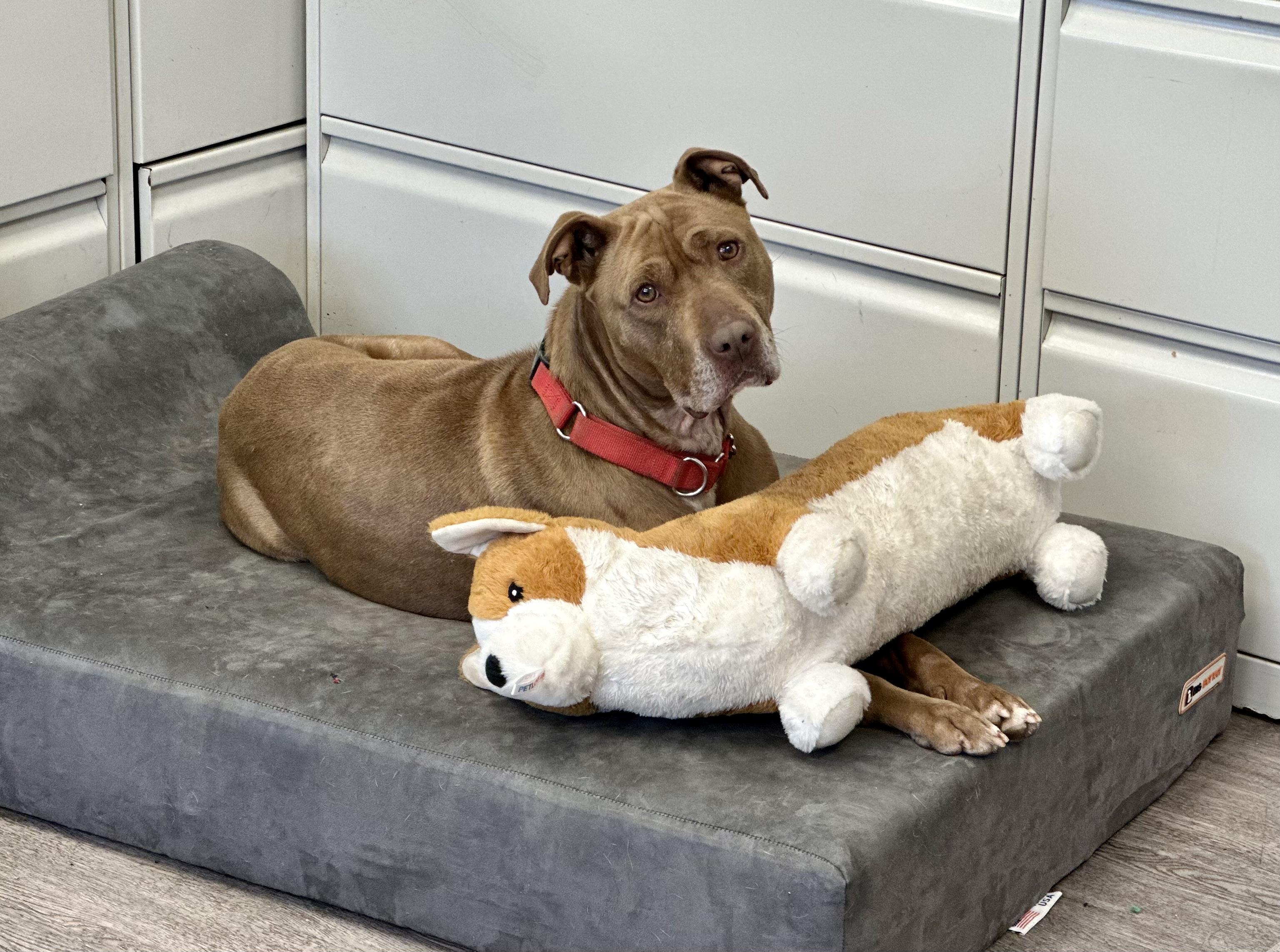 Fudge, a ADOPTABLE mixed breed in Newburgh, NY image 1/5