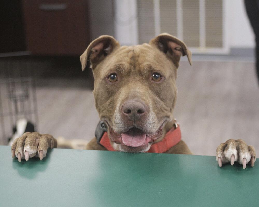 Fudge, a ADOPTABLE mixed breed in Newburgh, NY image 2/5