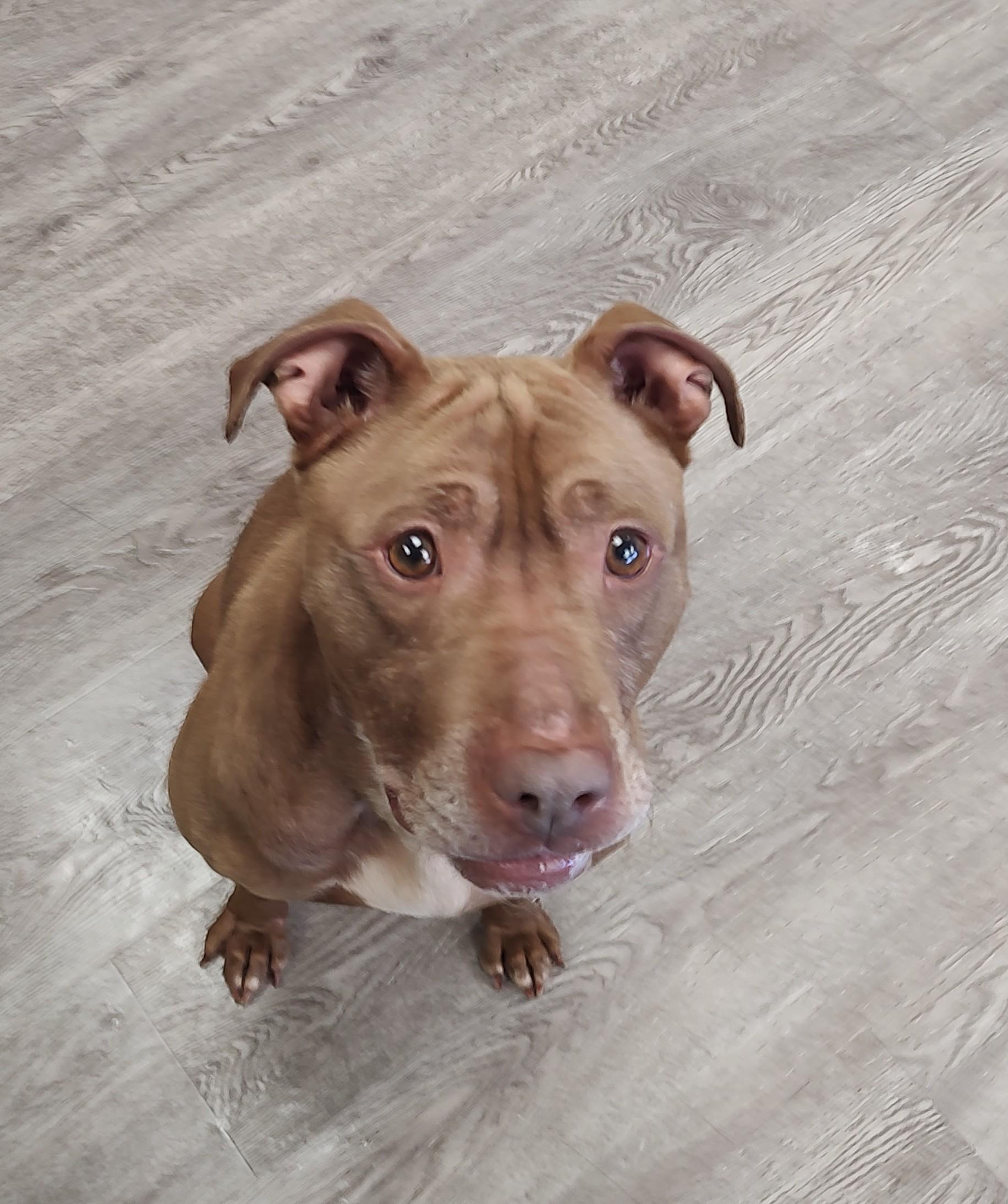 Fudge, ADOPTABLE, Adult Female Boxer.