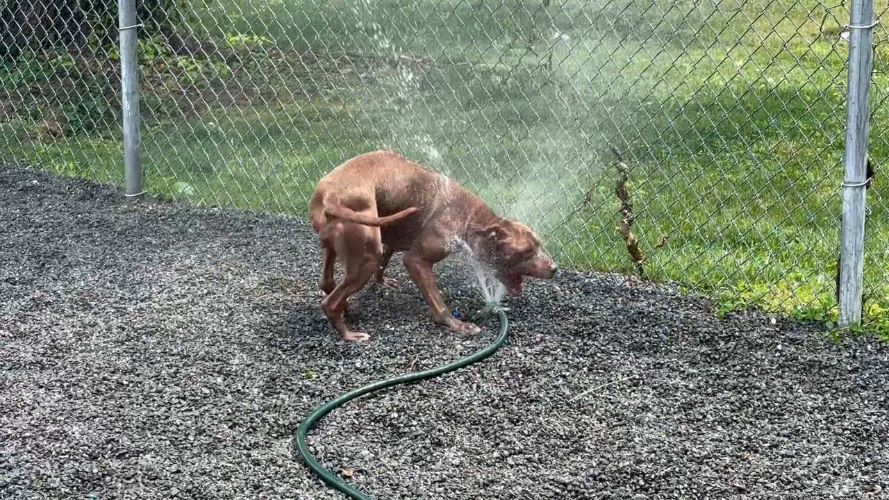 Enlarge Fudge, a ADOPTABLE mixed breed in Newburgh, NY video 5/5