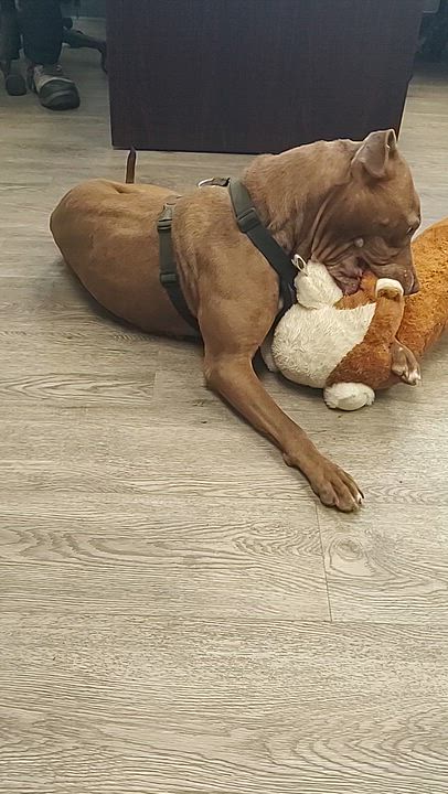 Enlarge Fudge, a ADOPTABLE mixed breed in Newburgh, NY video 3/3