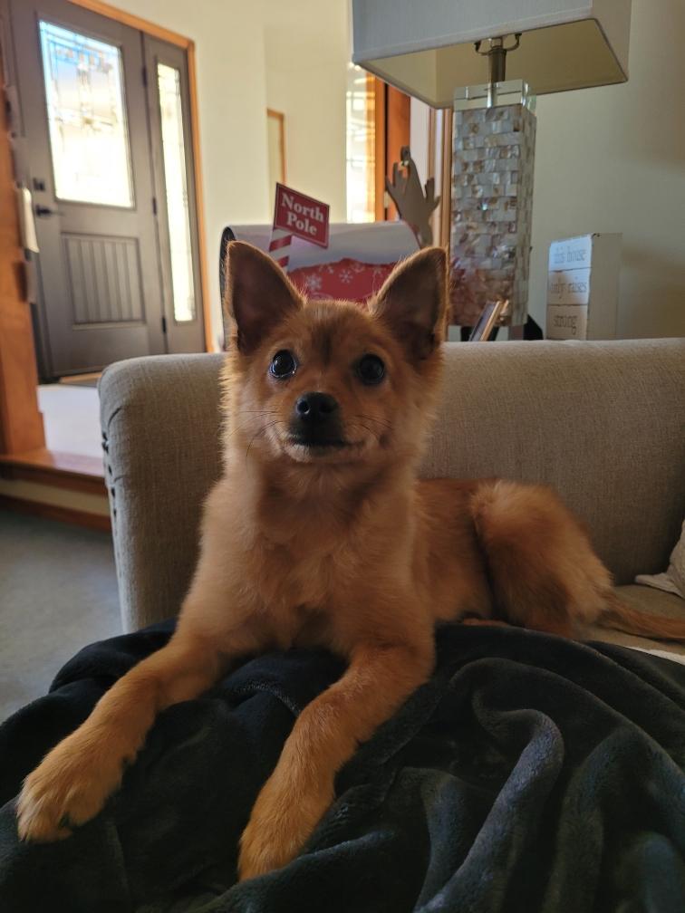 Enlarge Lilo, an adopted mixed breed in Homewood, IL image 3/3