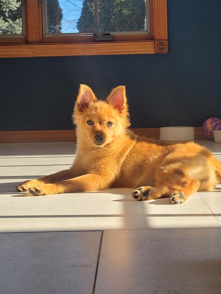 Enlarge Lilo, an adopted mixed breed in Homewood, IL image 1/3