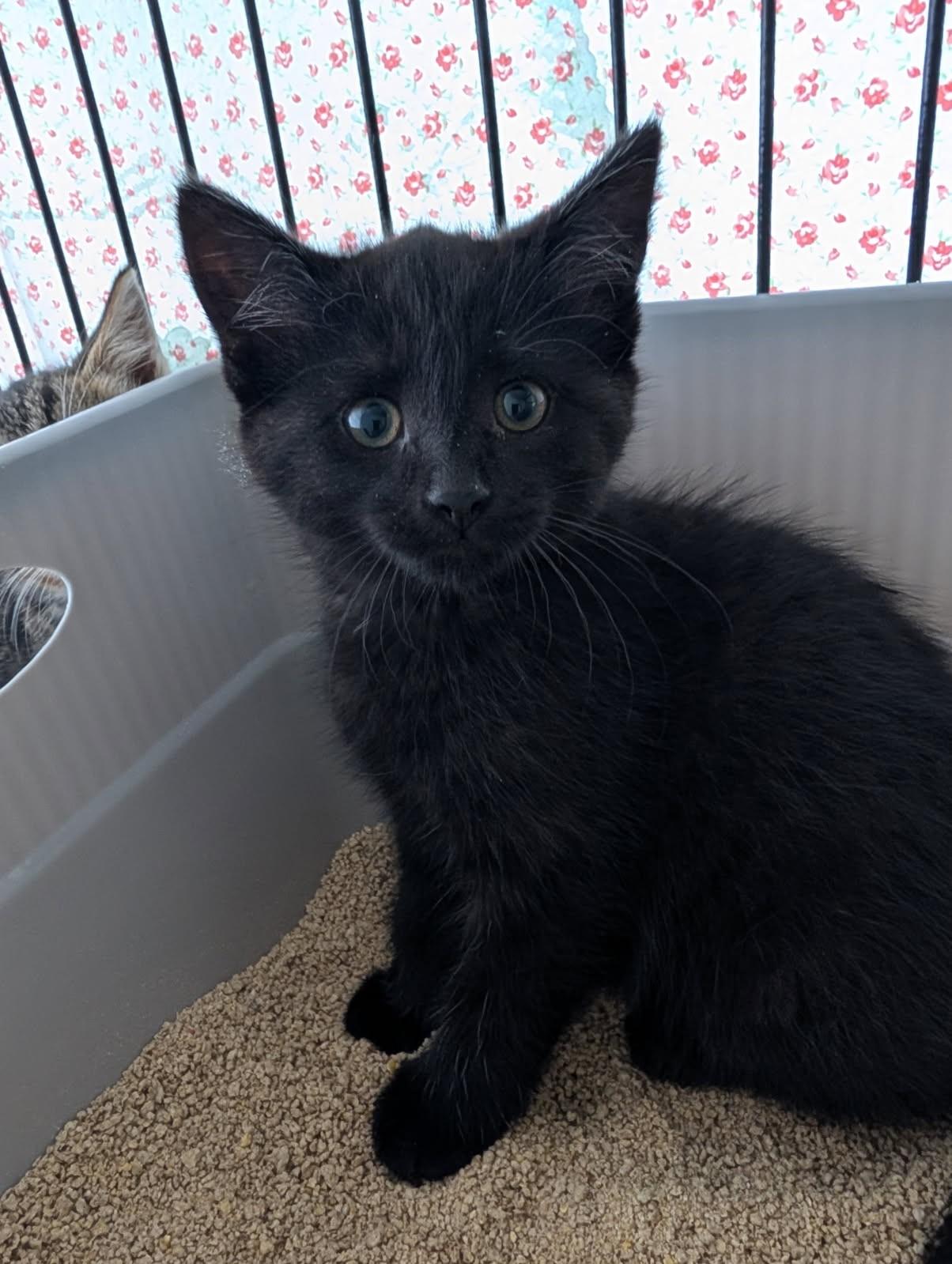 Enlarge Junie (Bonded to Jaliel), a ADOPTABLE mixed breed in Ypsilanti, MI image 4/4