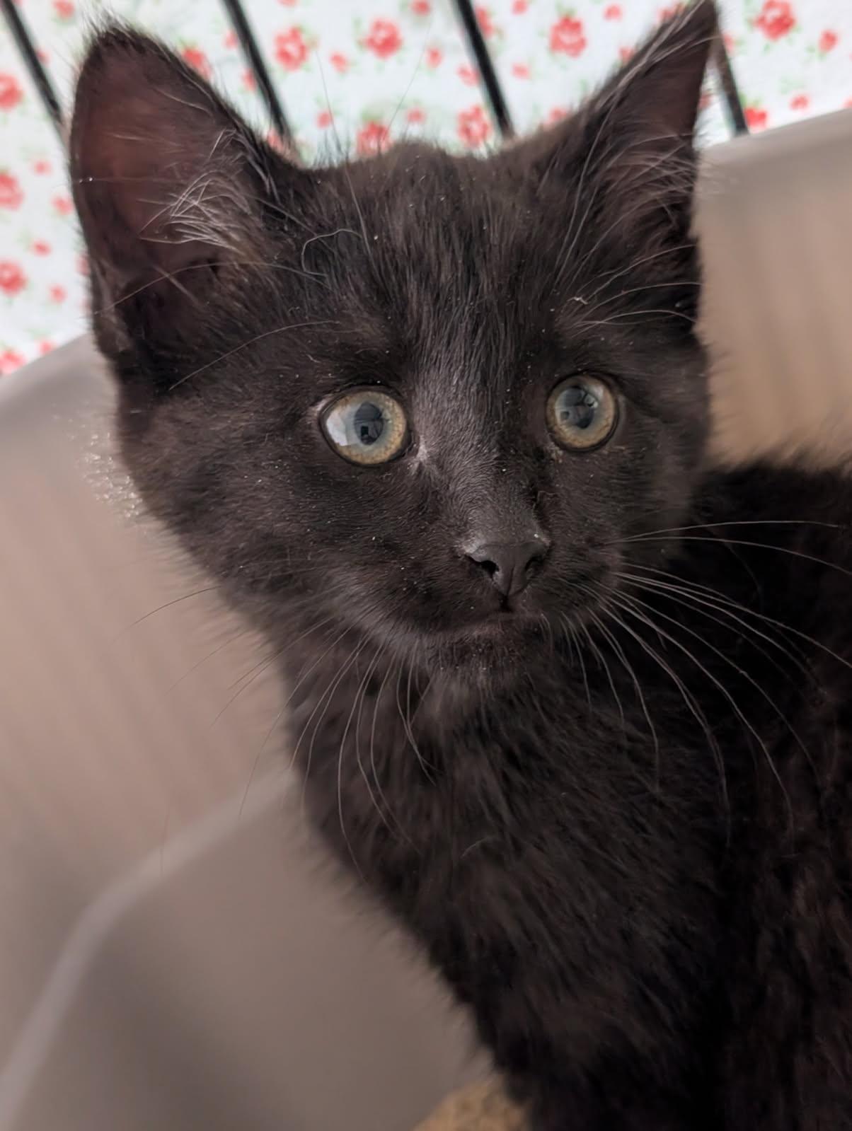 Junie (Bonded to Jaliel), ADOPTABLE, Kitten Female Domestic Short Hair.