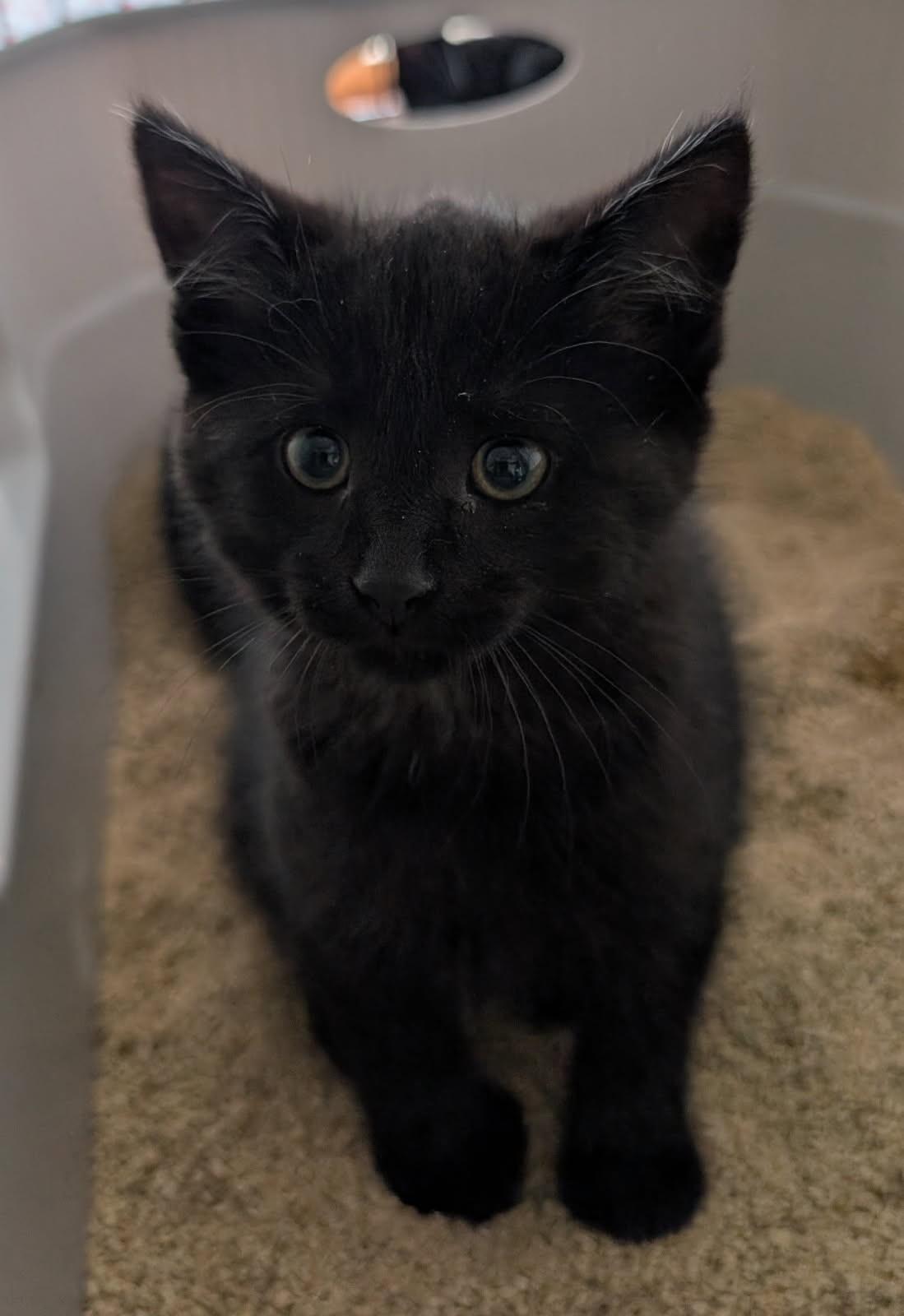 Enlarge Junie (Bonded to Jaliel), a ADOPTABLE mixed breed in Ypsilanti, MI image 2/4