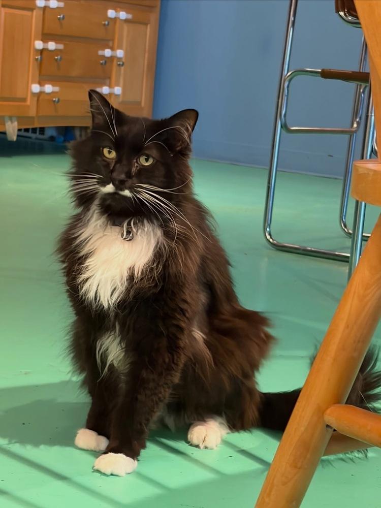 Mustachio, Adoptable, Adult Male Domestic Long Hair.