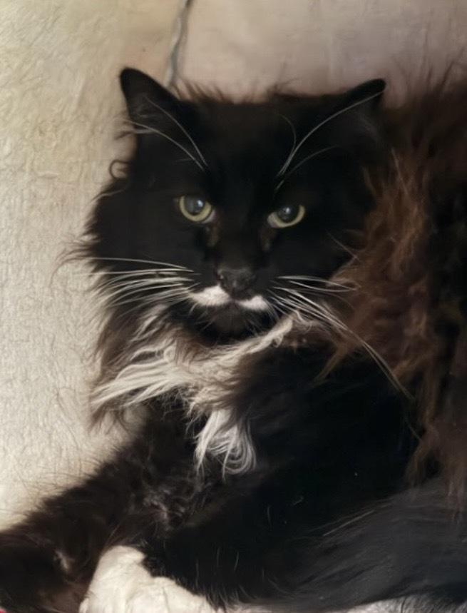 Enlarge Mustachio, a Adoptable mixed breed in Lafayette, CO image 1/1