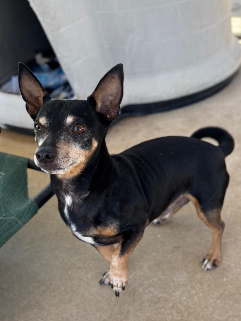 Taz, Adoptable, Adult Male Chihuahua.