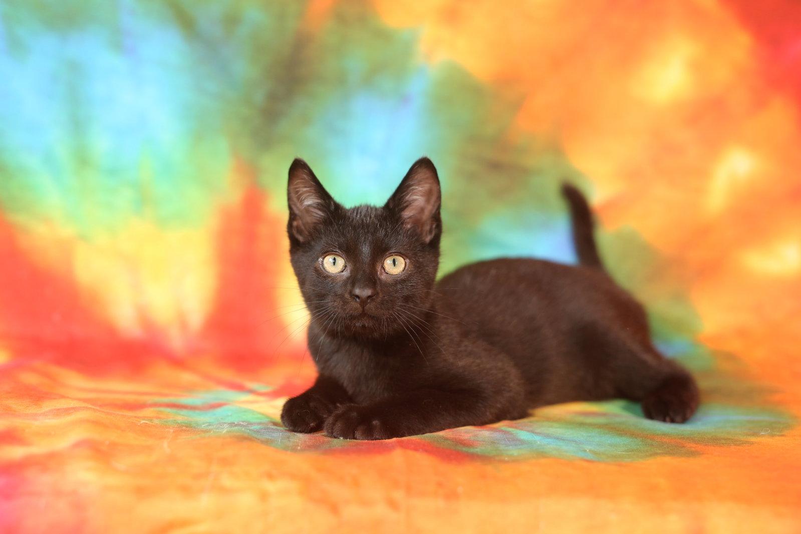 Enlarge Oblio (adoption pending), a Adoptable Domestic Short Hair in New Prague, MN image 1/2
