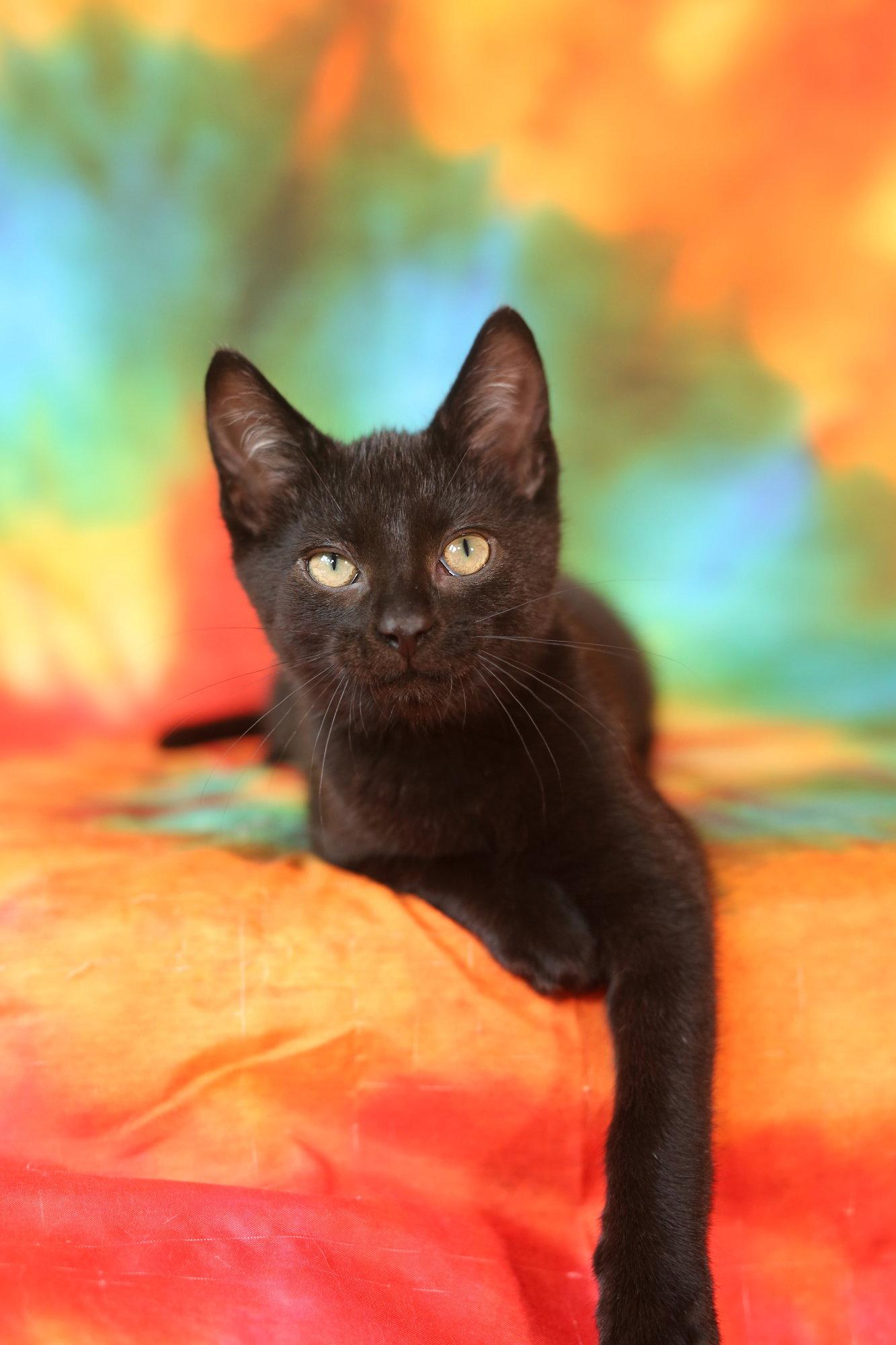 Enlarge Oblio (adoption pending), a Adoptable Domestic Short Hair in New Prague, MN image 2/2
