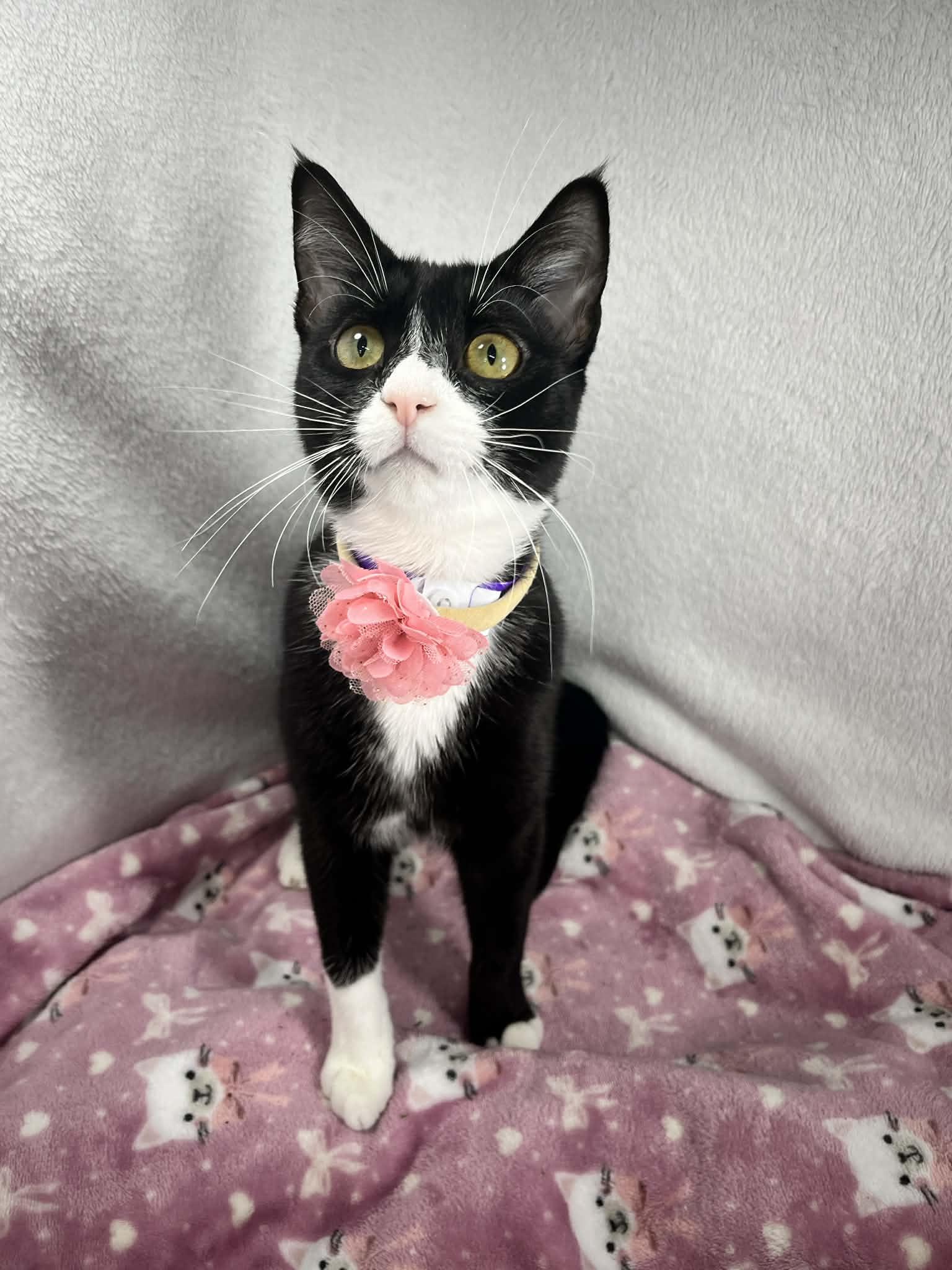 Enlarge Phoebe, a ADOPTABLE Tuxedo in Tavares, FL image 2/5