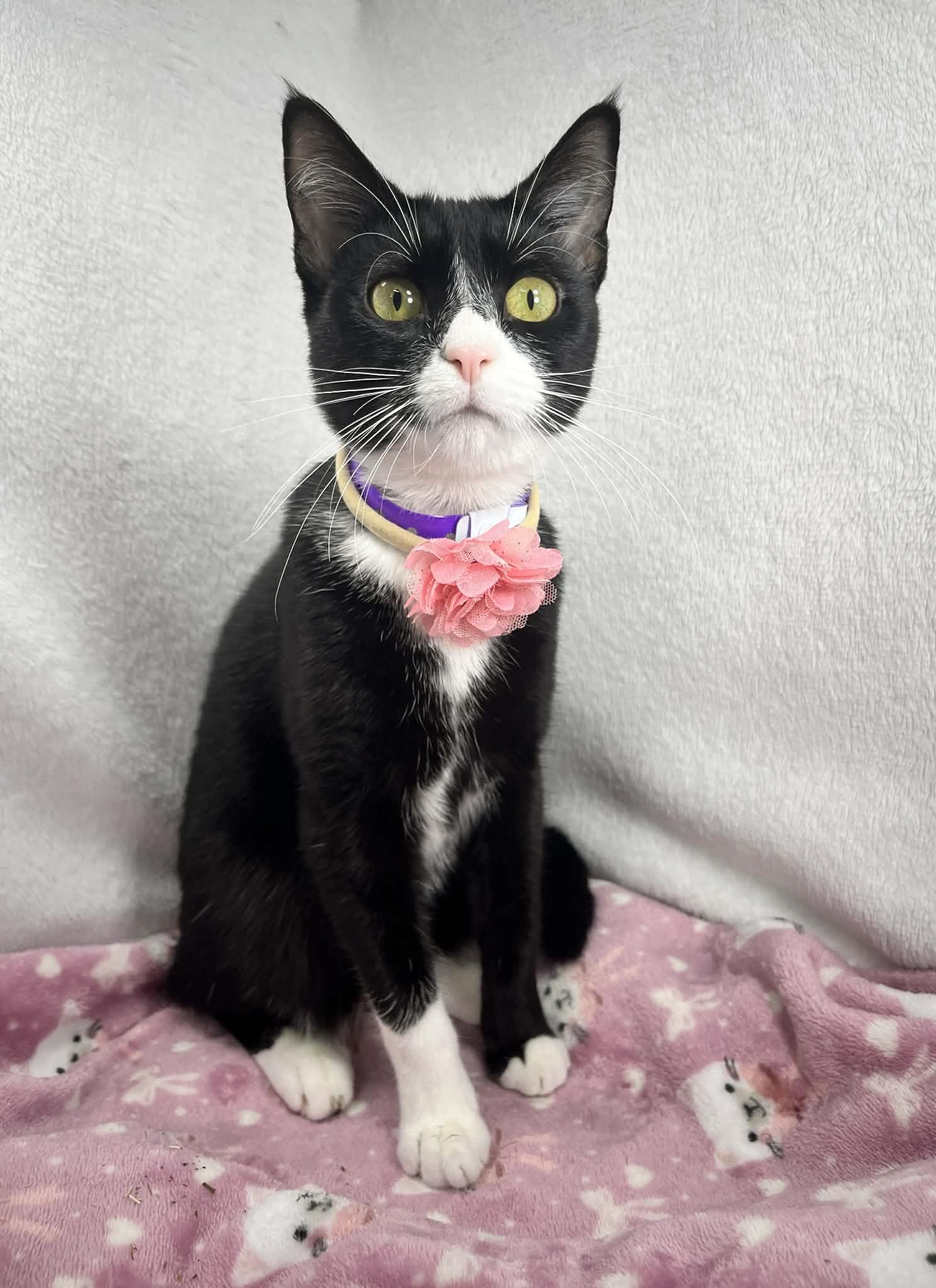 Enlarge Phoebe, a ADOPTABLE Tuxedo in Tavares, FL image 3/5