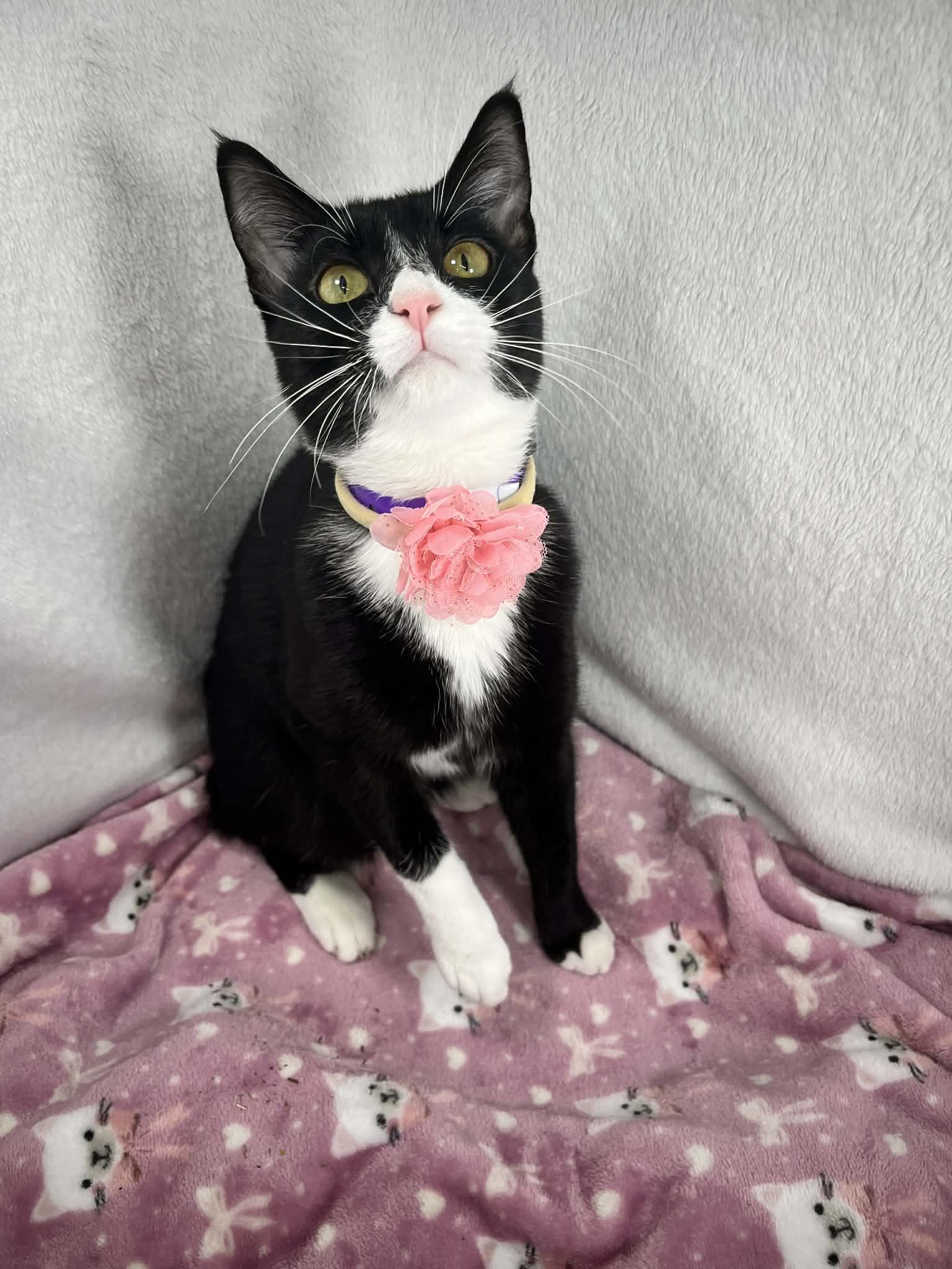 Enlarge Phoebe, a ADOPTABLE Tuxedo in Tavares, FL image 5/5