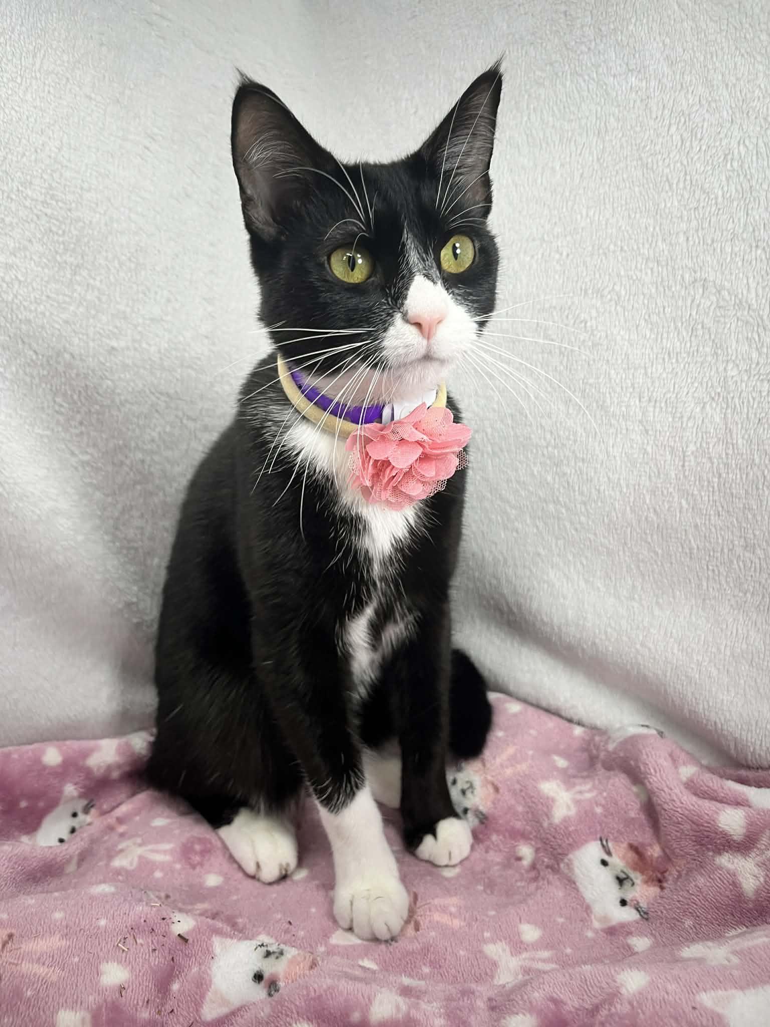 Enlarge Phoebe, a ADOPTABLE Tuxedo in Tavares, FL image 4/5