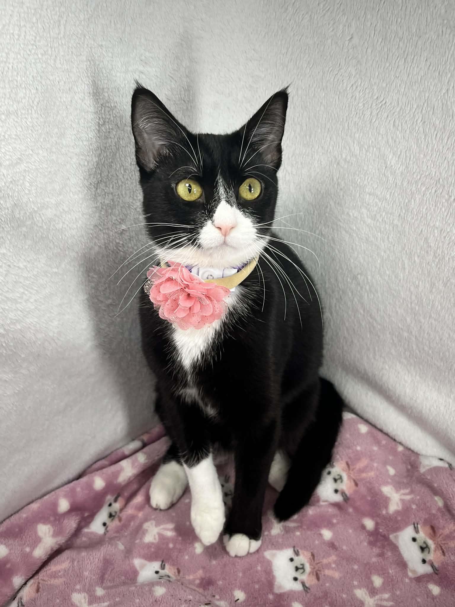 Enlarge Phoebe, a ADOPTABLE Tuxedo in Tavares, FL image 1/5
