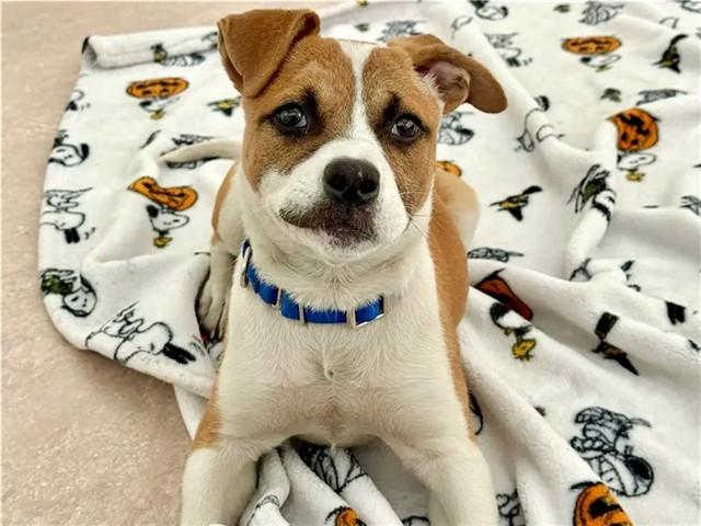 Enlarge CHLOE, a Adoptable mixed breed in Saint Louis, MO image 1/1