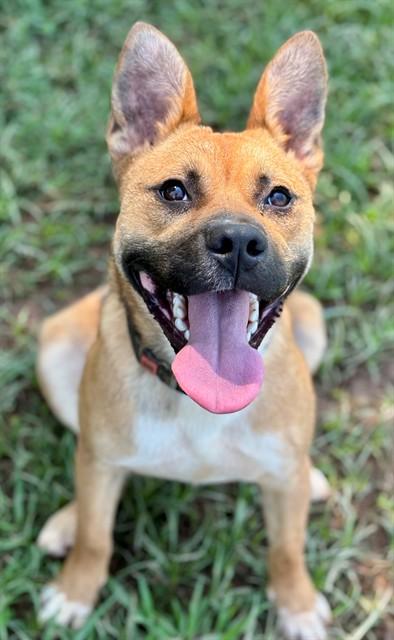 SHANTI, Adoptable, Young Female Cardigan Welsh Corgi & Mixed Breed.