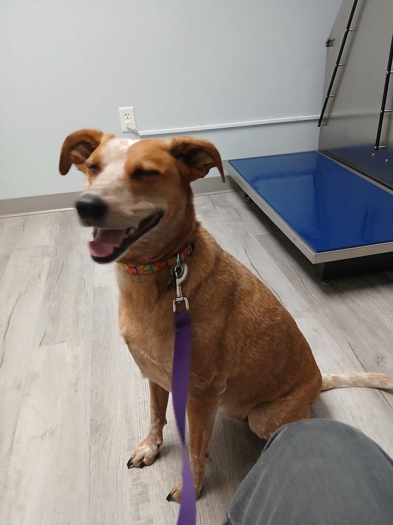 Arlie, Adopted, Adult Female Coonhound & Australian Cattle Dog / Blue Heeler.