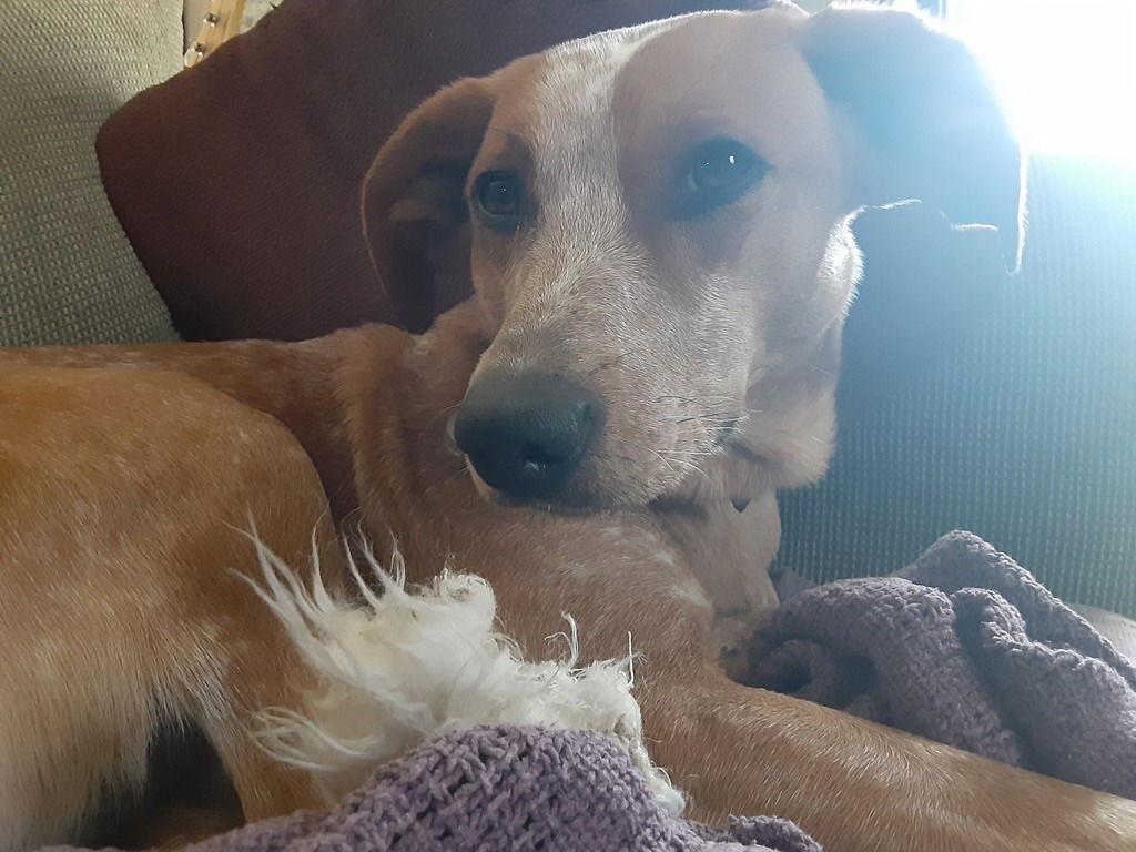 Enlarge Arlie, a Adopted mixed breed in Spring City, PA image 2/3