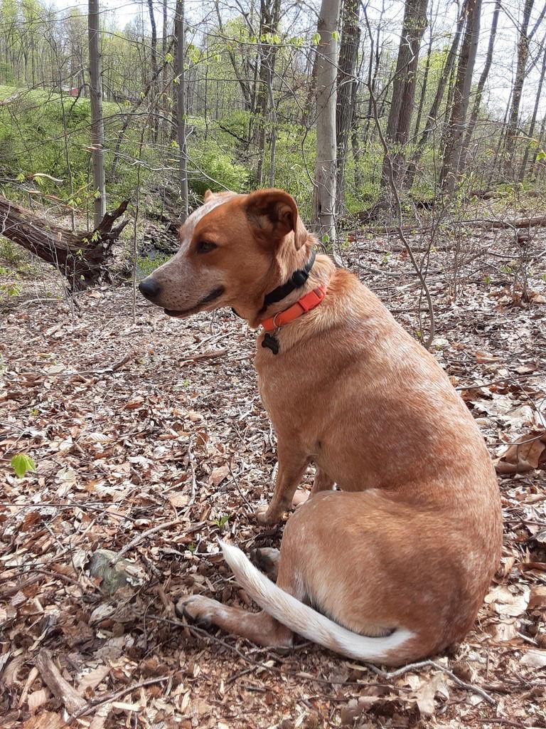 Enlarge Arlie, a Adopted mixed breed in Spring City, PA image 3/3