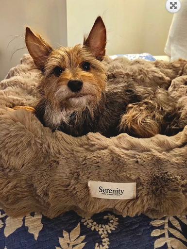 Enlarge Snickers, a ADOPTABLE mixed breed in Greensboro, NC image 2/6