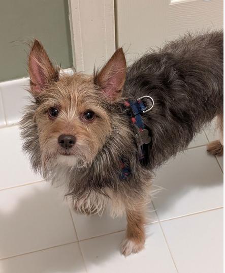 Enlarge Snickers, a ADOPTABLE mixed breed in Greensboro, NC image 6/6