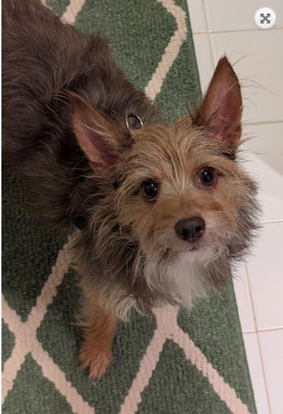 Enlarge Snickers, a ADOPTABLE mixed breed in Greensboro, NC image 1/6