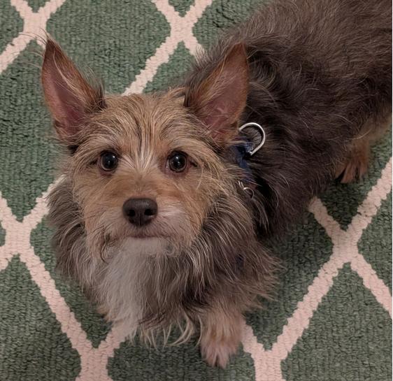 Enlarge Snickers, a ADOPTABLE mixed breed in Greensboro, NC image 3/6