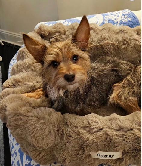 Enlarge Snickers, a ADOPTABLE mixed breed in Greensboro, NC image 5/6