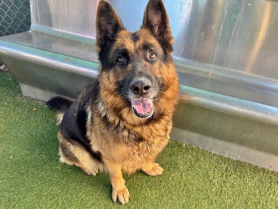 ROCKO, Adoptable, Adult Male German Shepherd Dog.