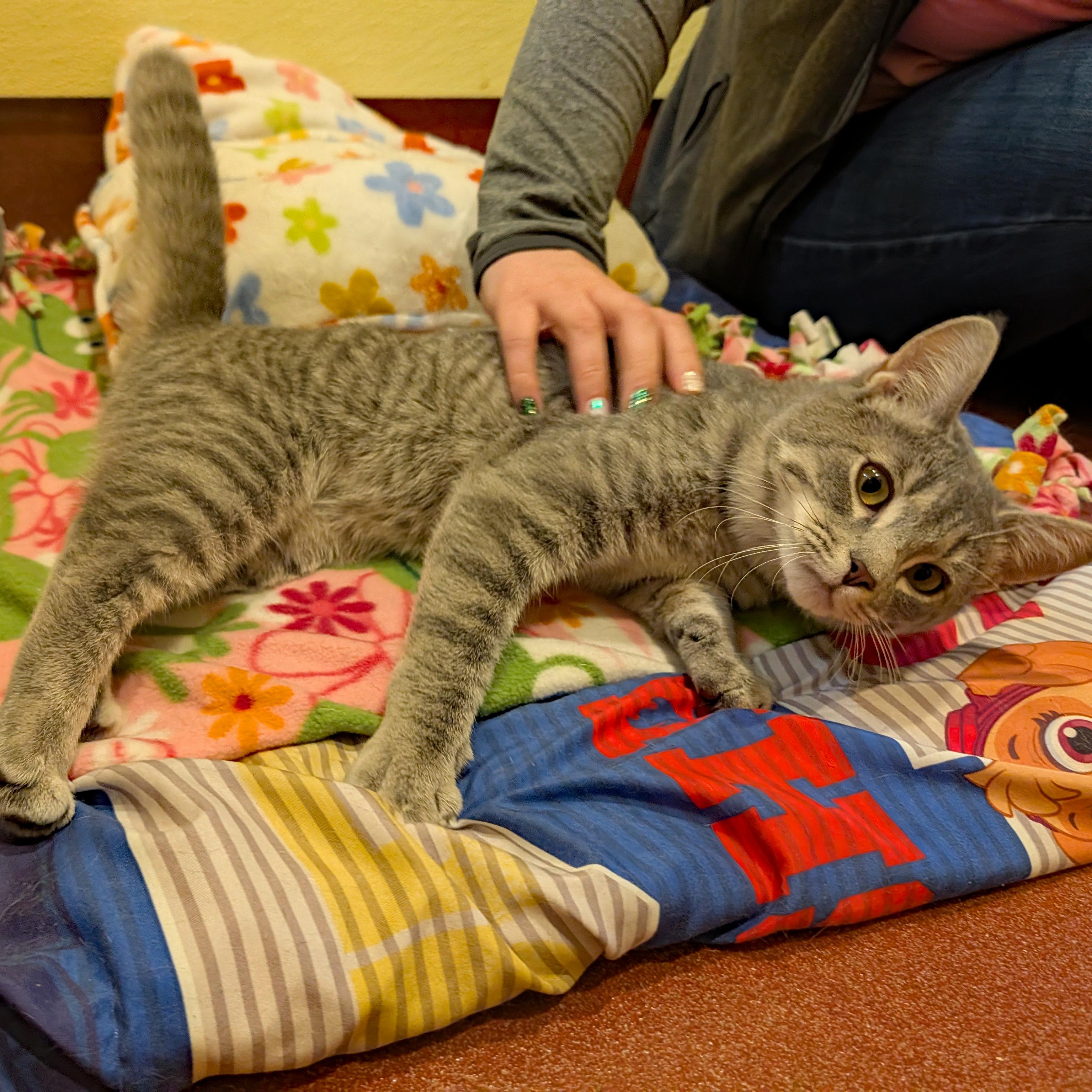 Fergus, a ADOPTABLE Domestic Short Hair in Accident, MD image 6/6