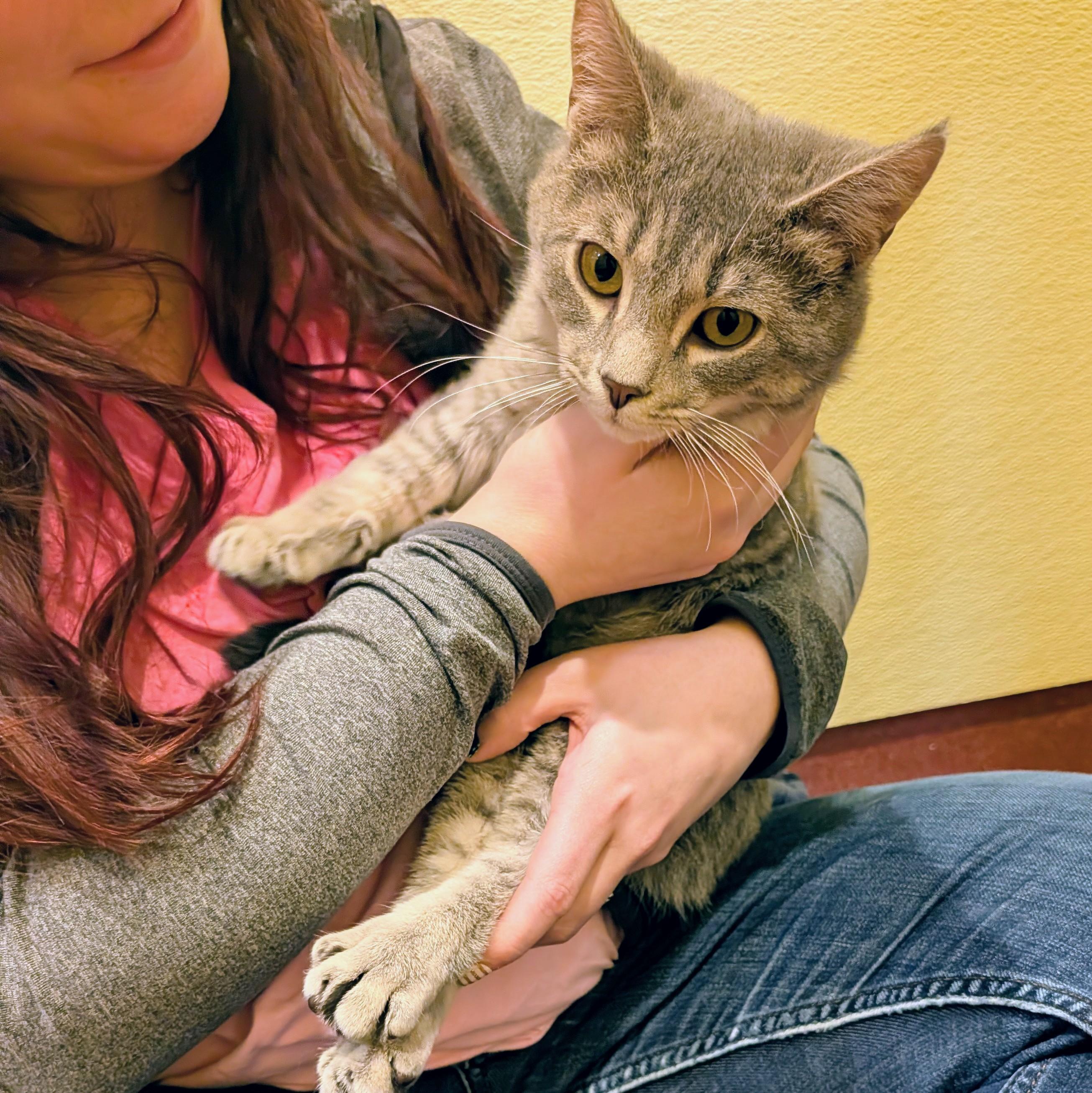Fergus, a ADOPTABLE Domestic Short Hair in Accident, MD image 2/6