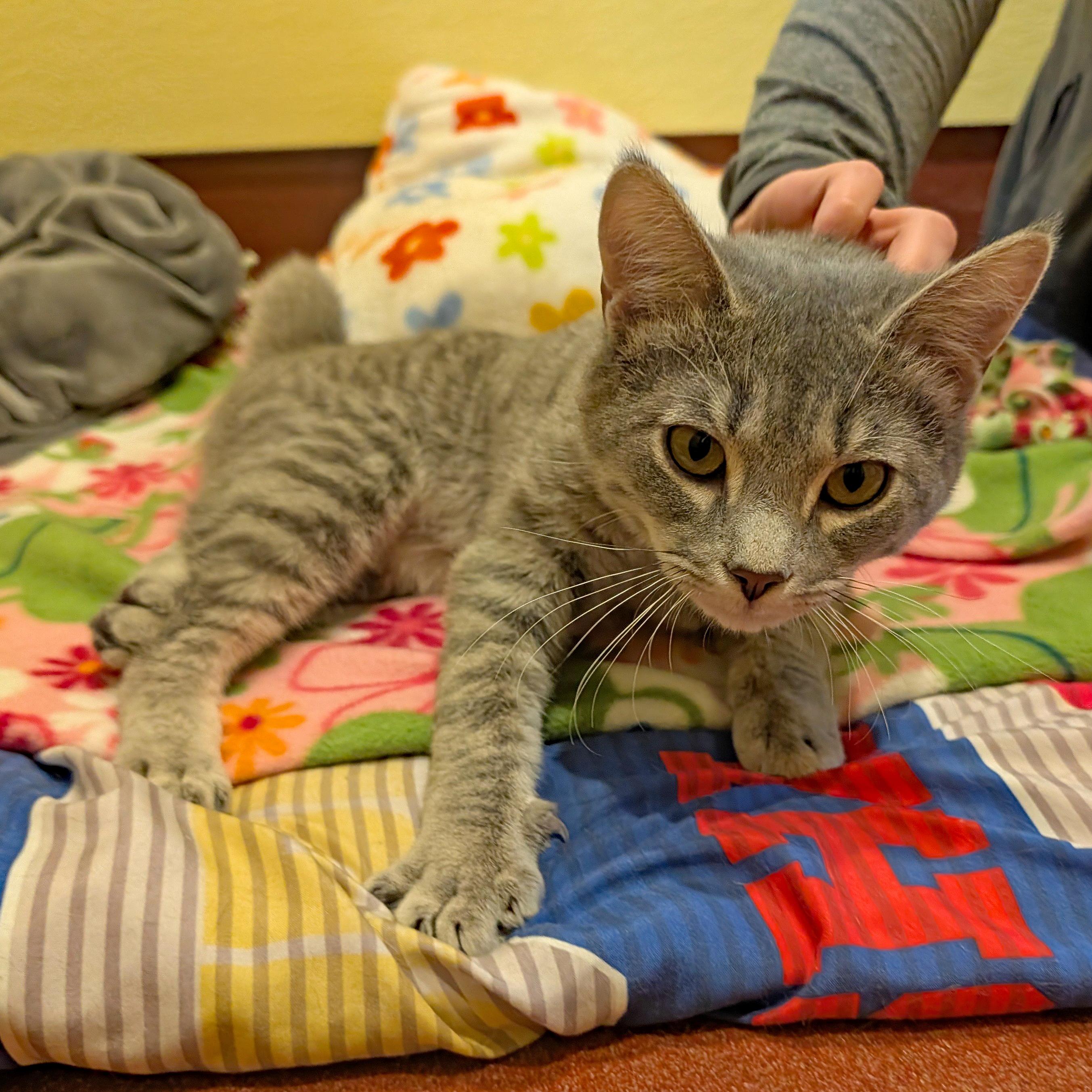 Fergus, a ADOPTABLE Domestic Short Hair in Accident, MD image 4/6