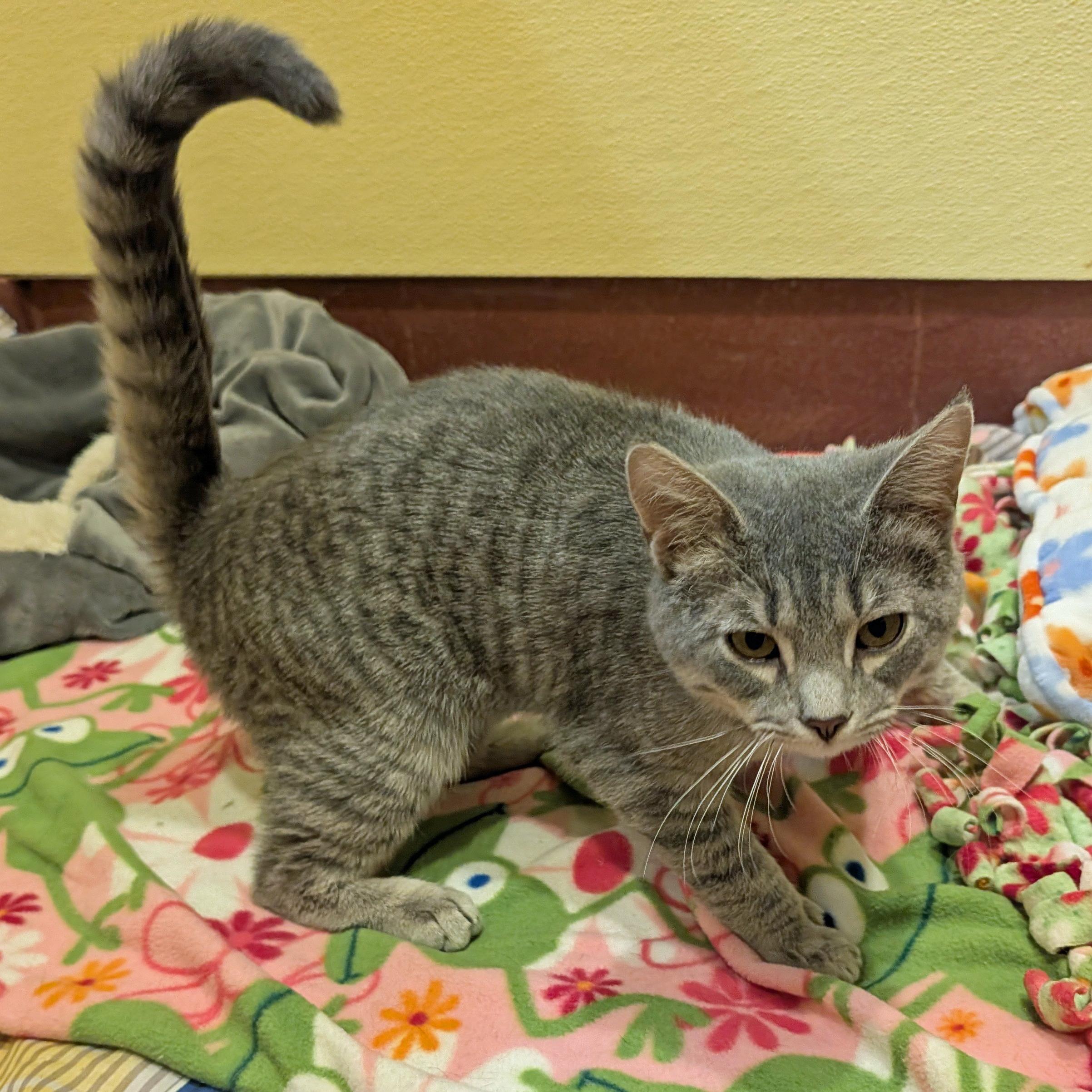 Fergus, a ADOPTABLE Domestic Short Hair in Accident, MD image 5/6