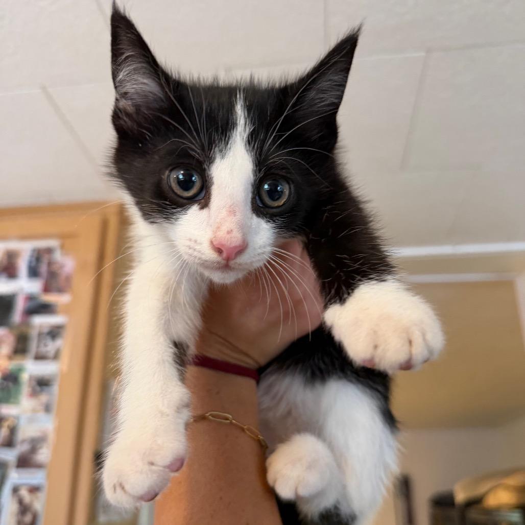 Skully, Adoptable, Kitten Male Domestic Short Hair.