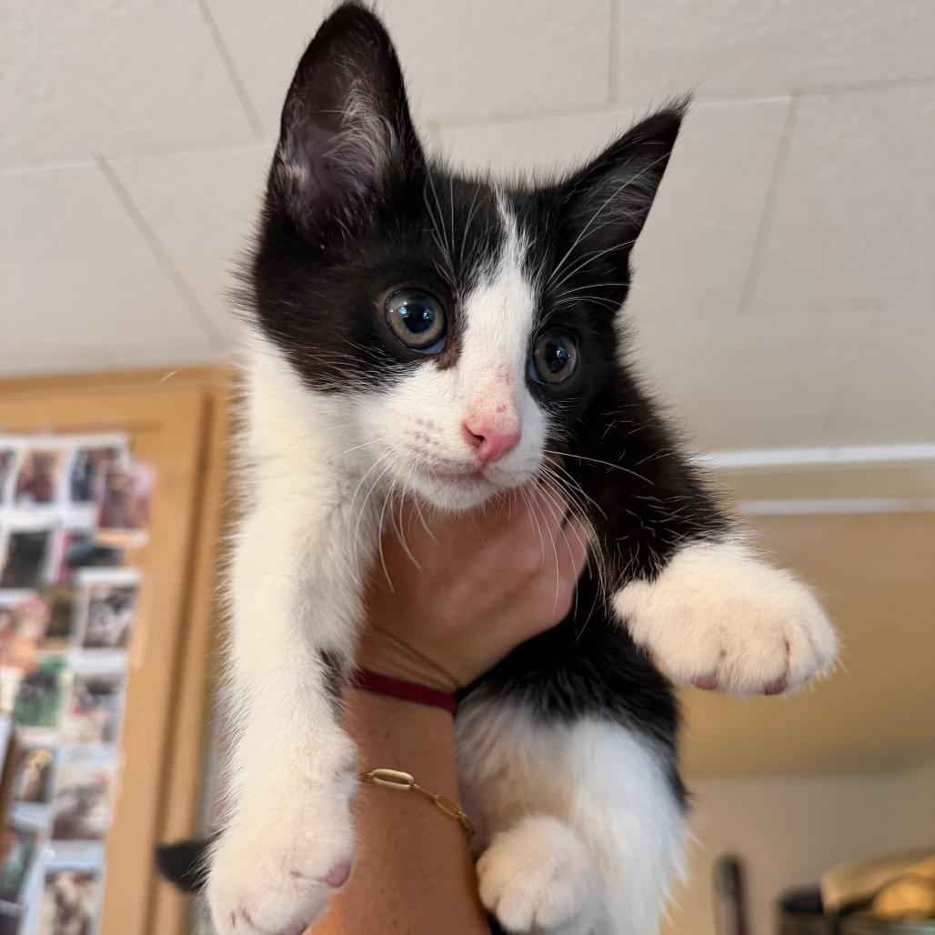 Enlarge Skully, a Adoptable Domestic Short Hair in Hanna City, IL image 2/2
