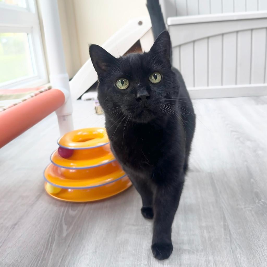 Leia, a Adoptable Domestic Short Hair image 1/6