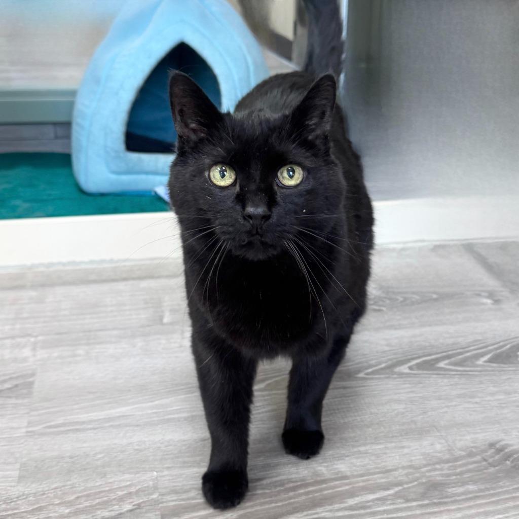 Leia, a Adoptable Domestic Short Hair image 2/6