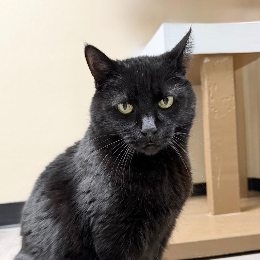 Leia, a Adoptable Domestic Short Hair image 3/6