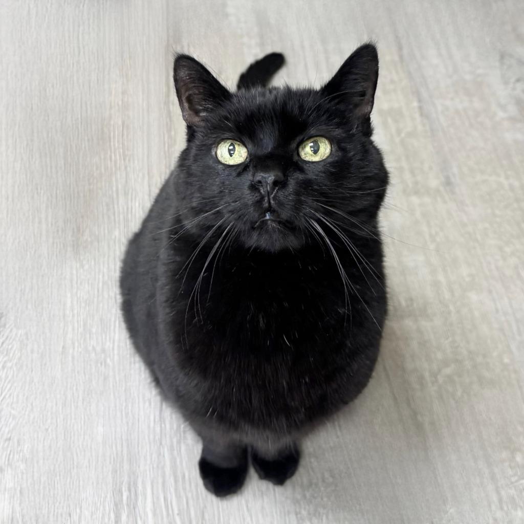 Leia, a Adoptable Domestic Short Hair image 4/6