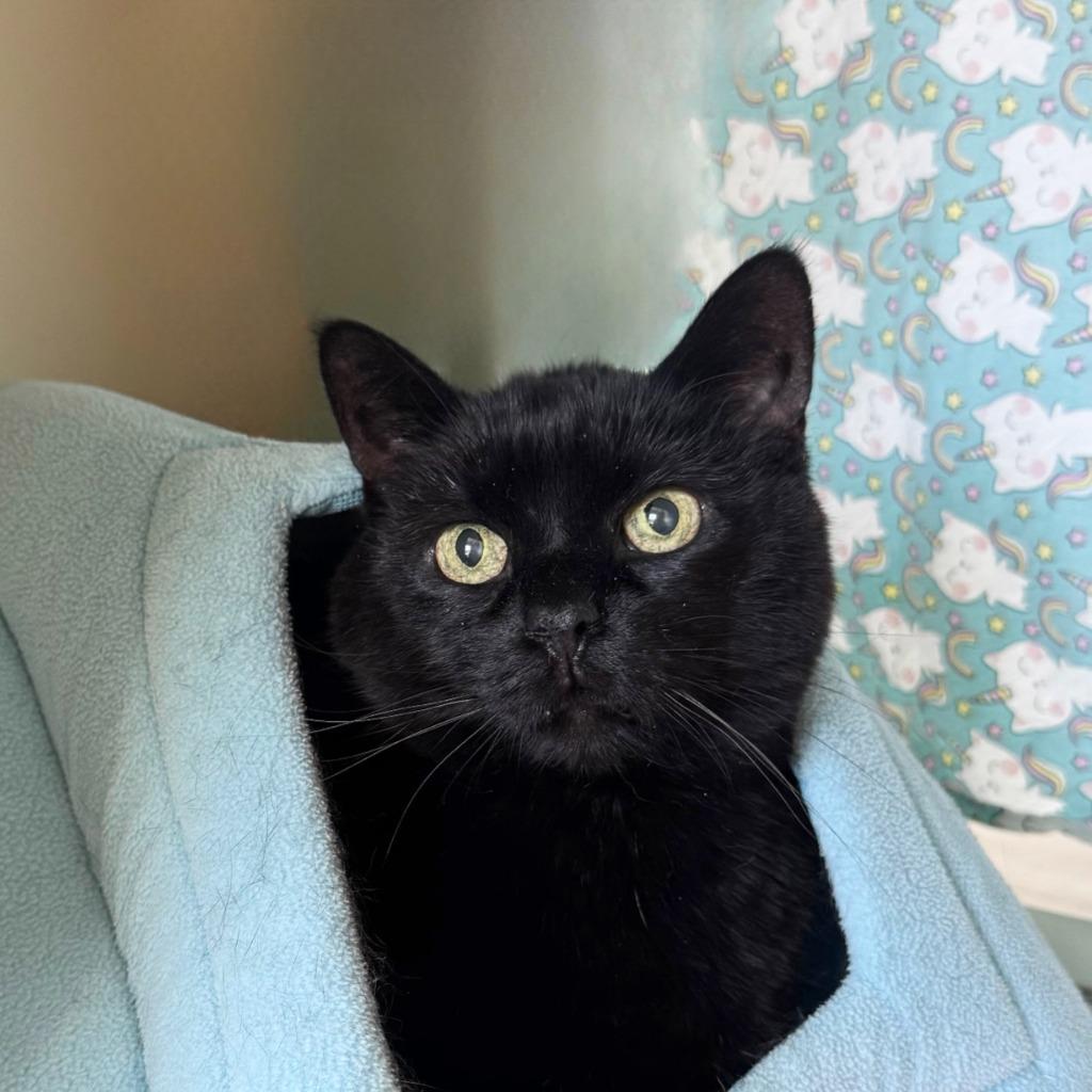 Leia, a Adoptable Domestic Short Hair image 5/6