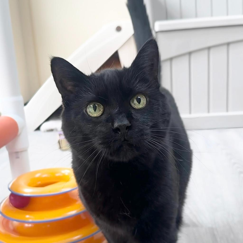 Leia, a Adoptable Domestic Short Hair image 6/6