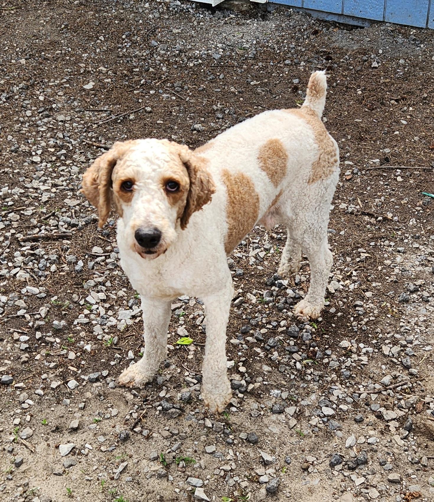 Enlarge Hank, a ADOPTABLE Standard Poodle in Liberty Center, OH image 5/6