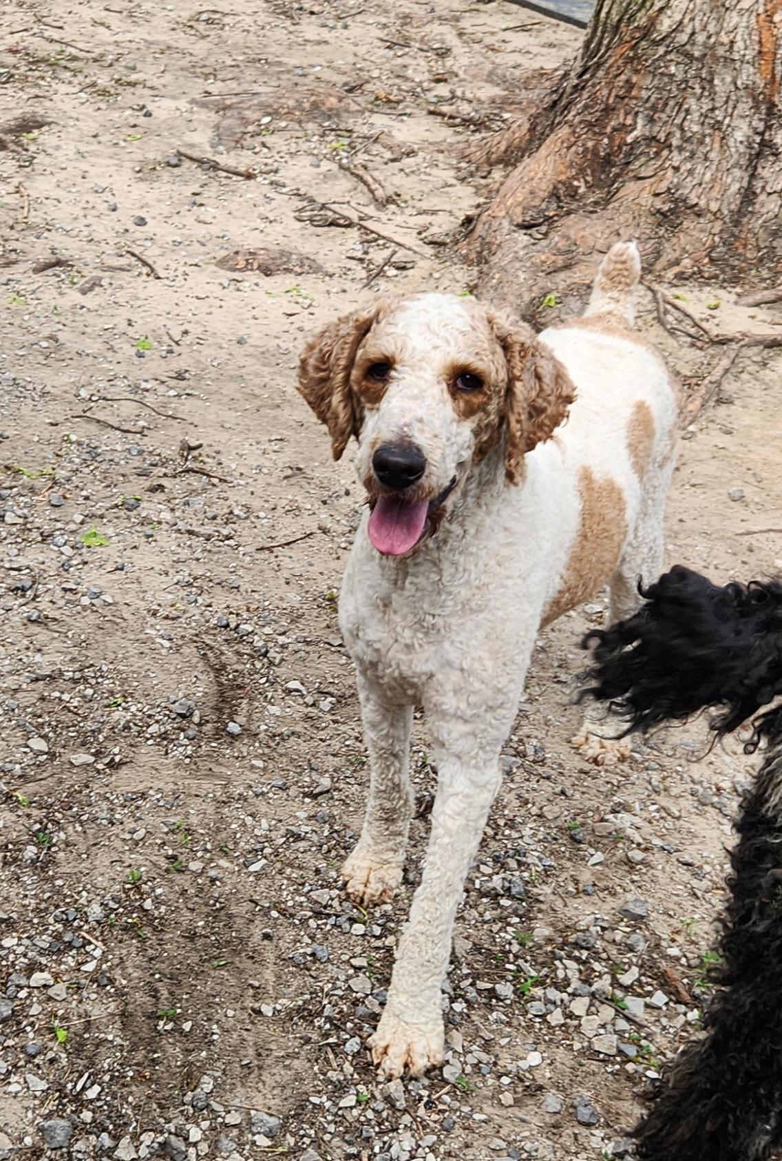Enlarge Hank, a ADOPTABLE Standard Poodle in Liberty Center, OH image 6/6