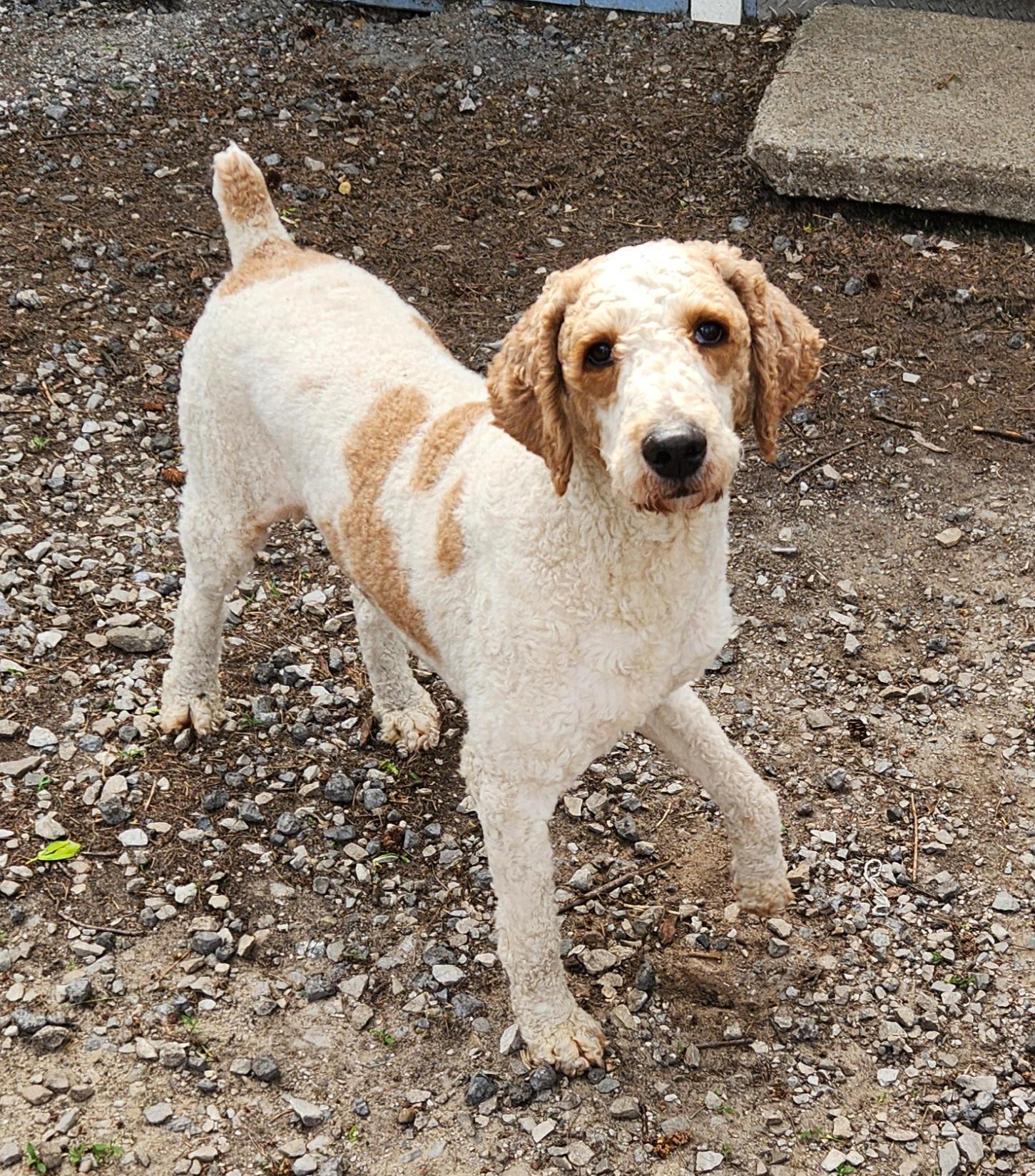 Enlarge Hank, a ADOPTABLE Standard Poodle in Liberty Center, OH image 3/6