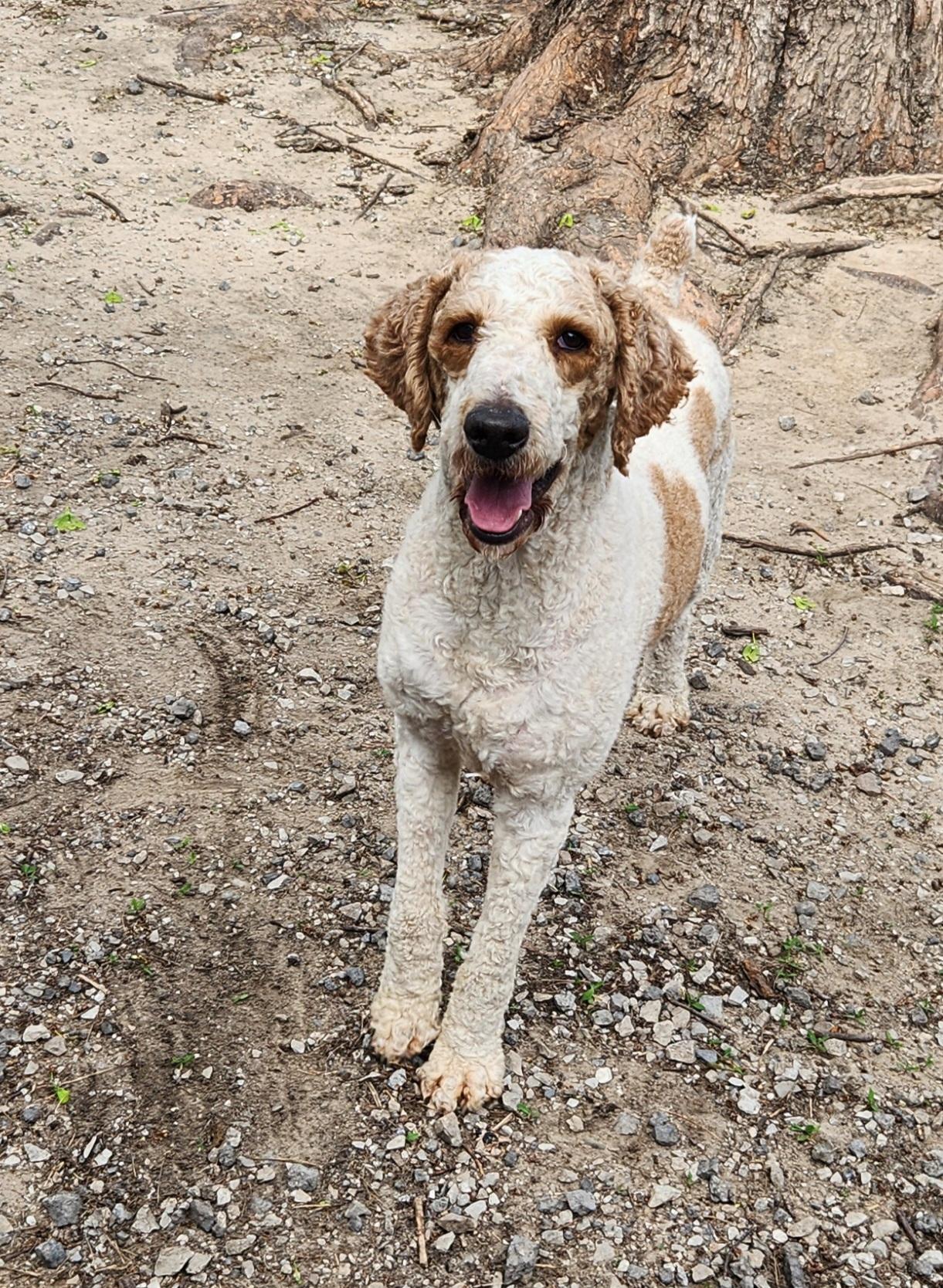 Enlarge Hank, a ADOPTABLE Standard Poodle in Liberty Center, OH image 2/6